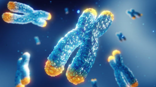 The Relationship Of Telomeres To Biological Aging Explained