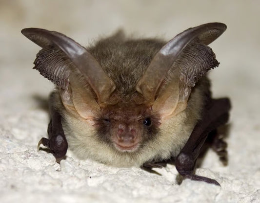 Learning From Our “Batty” Relatives – Implications For Humans